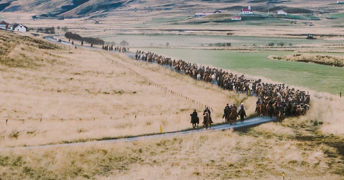 authentic wild icelandic horses in nature riding