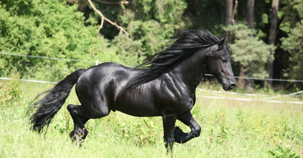 black friesian horse