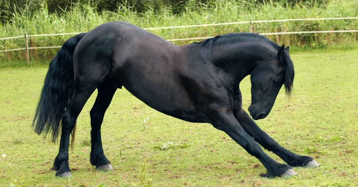 bowing friesian horse