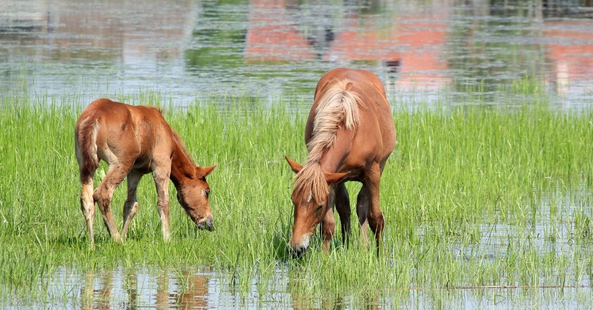 brown horse and foal nature spring