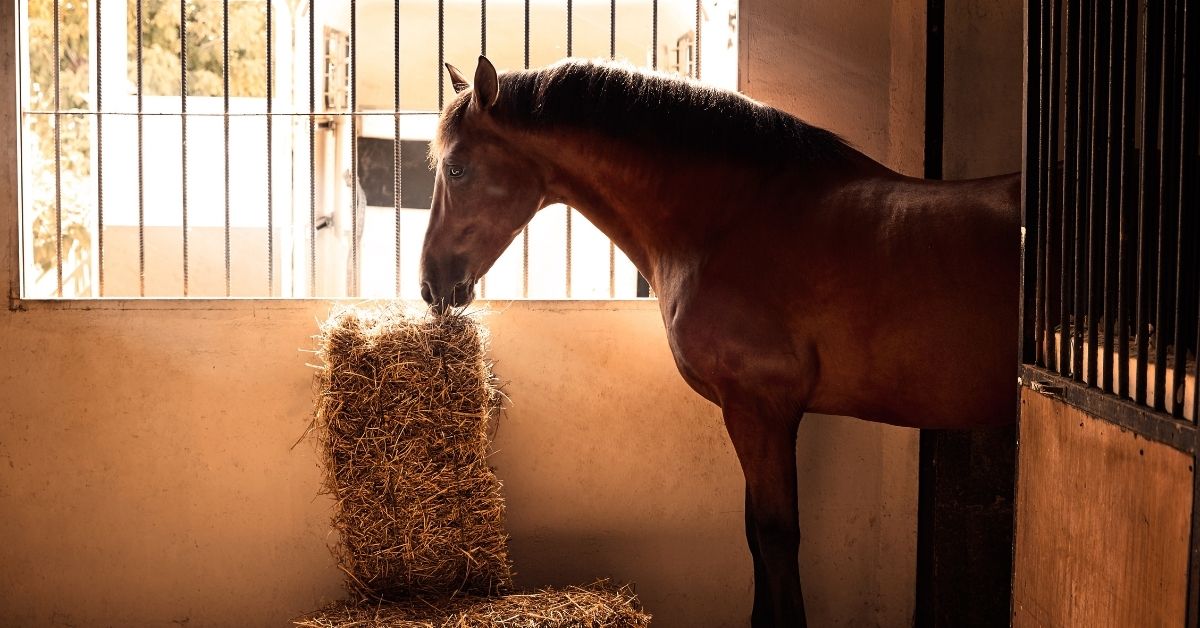 brown horse at indoor stable eating from straw bale