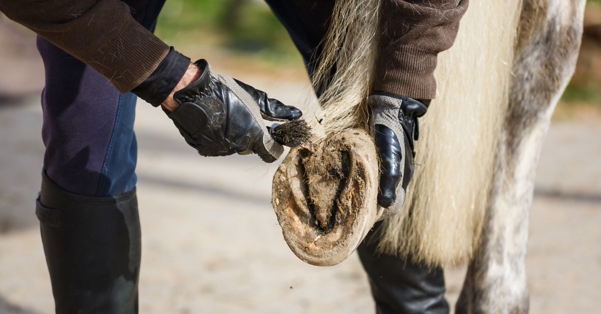 cleaning the hooves of horse