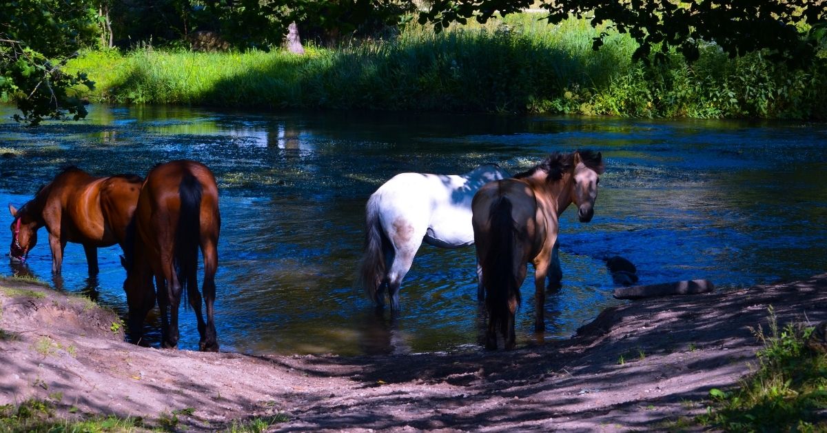 four horses drink river water