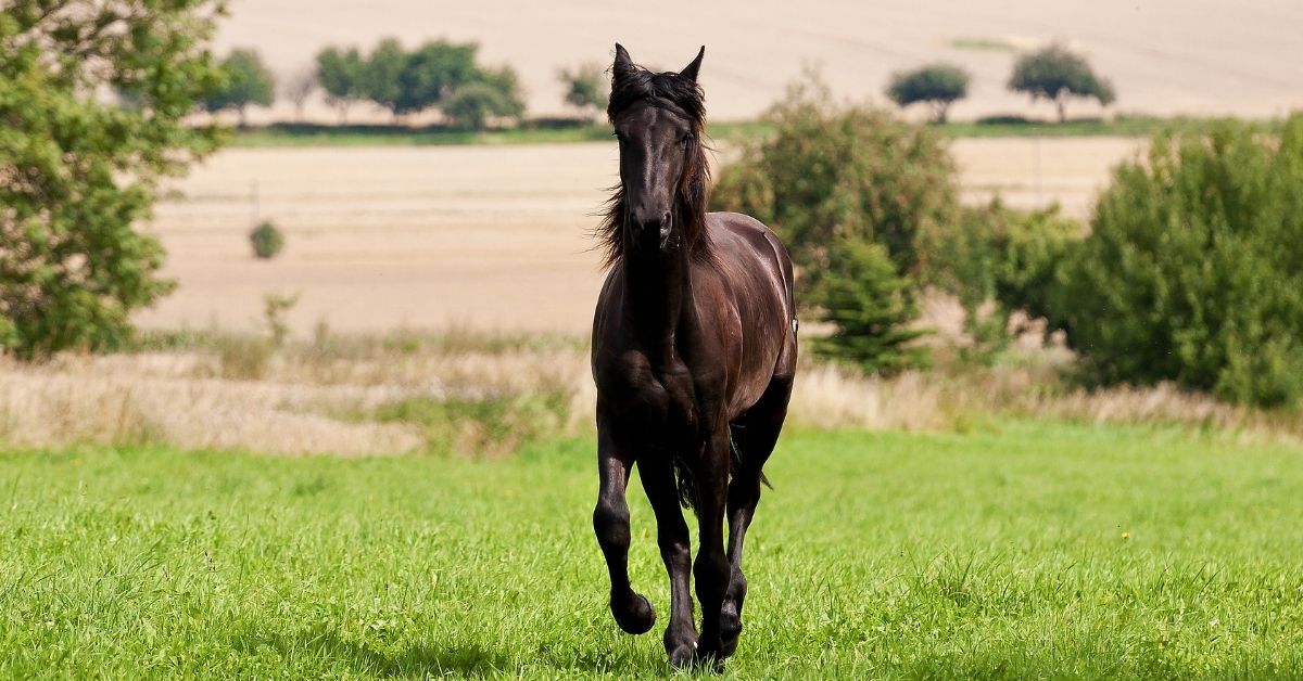 friesian horse is walking on grass