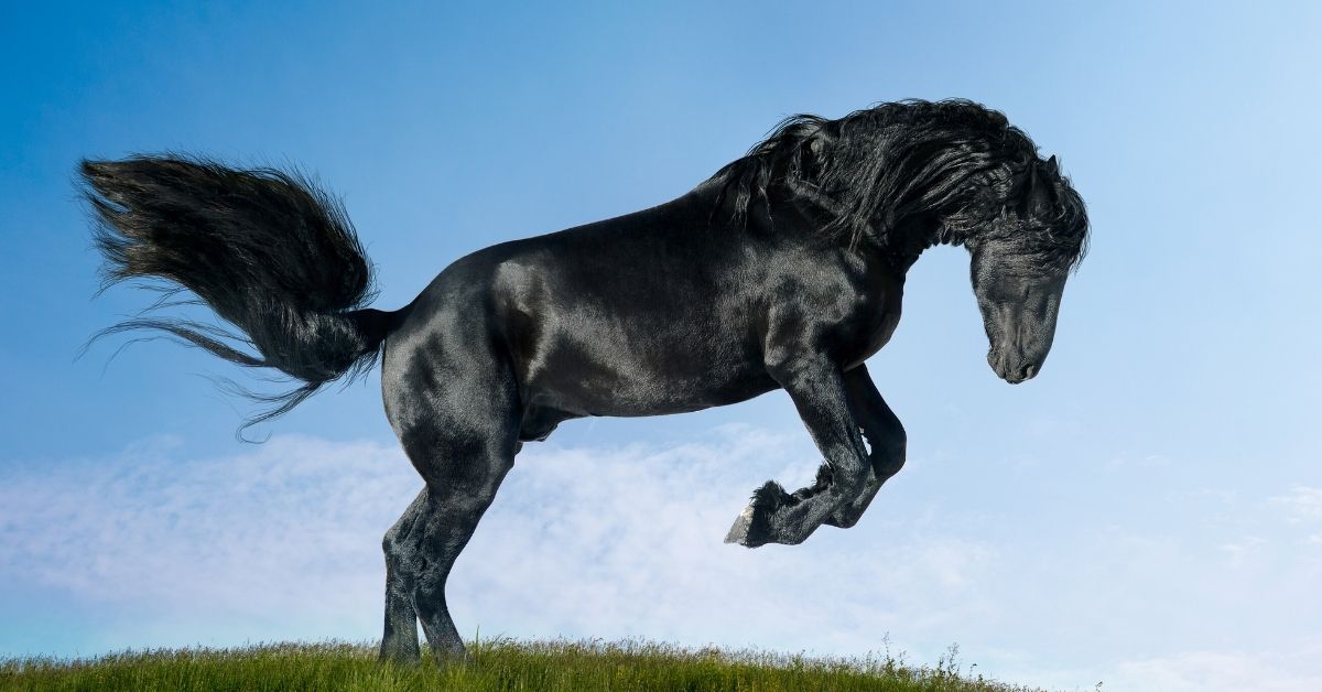 friesian stallion