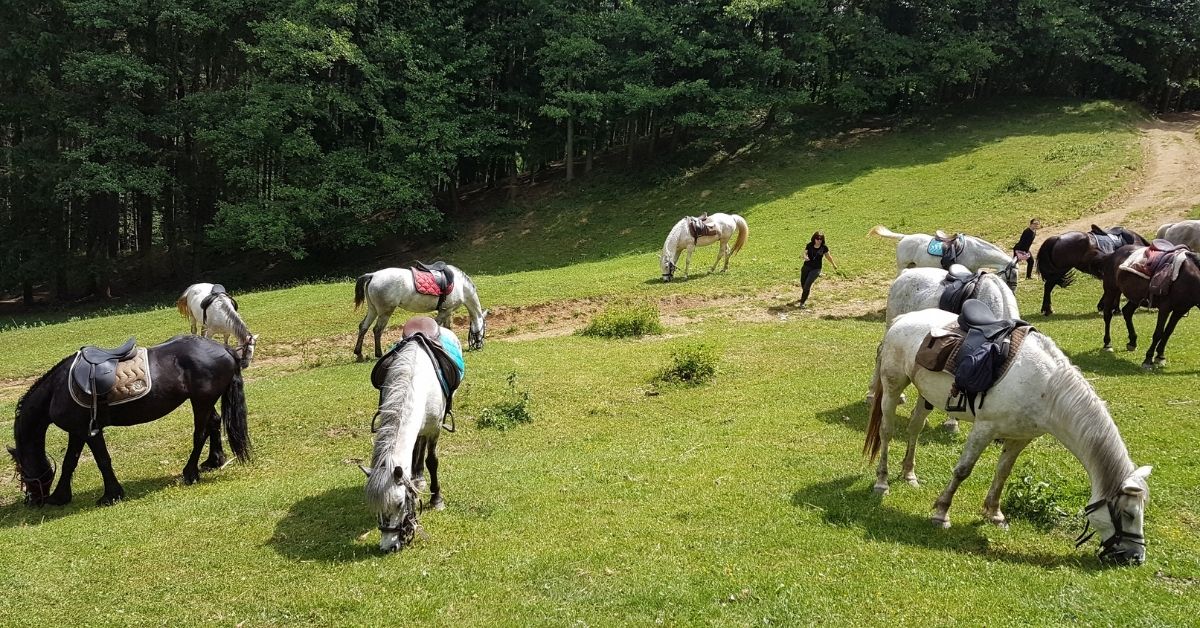 grazing horses on pastures