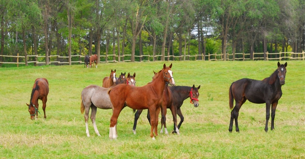 herd of horses in pasture