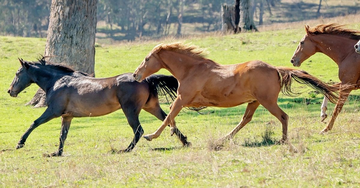 herd of running wild horses