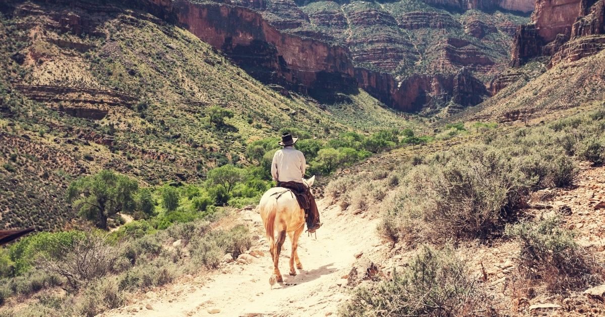 horse hiking in grand canyou