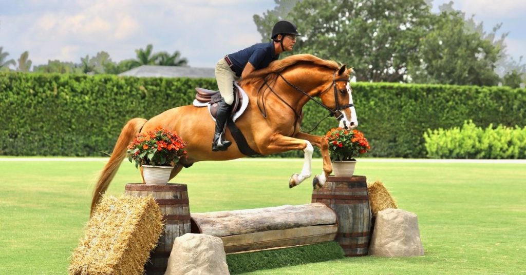 How High Can A Horse Jump? National Equine