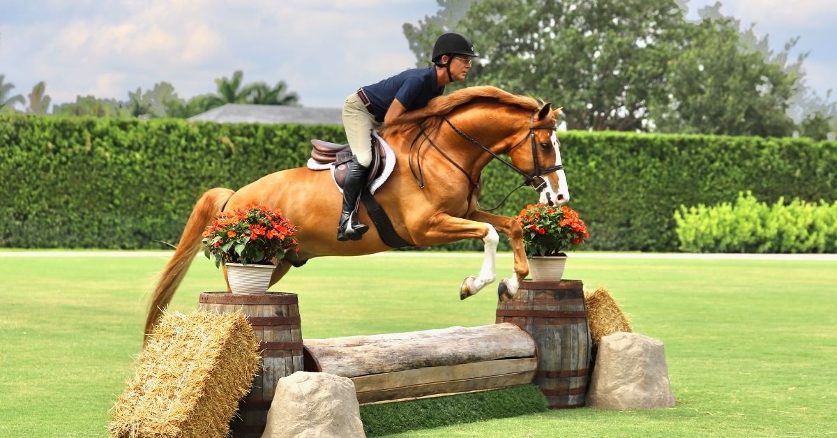 horse jump over an obstacle