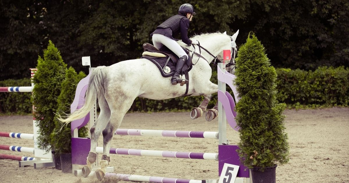 horse jumping barrier in a competition