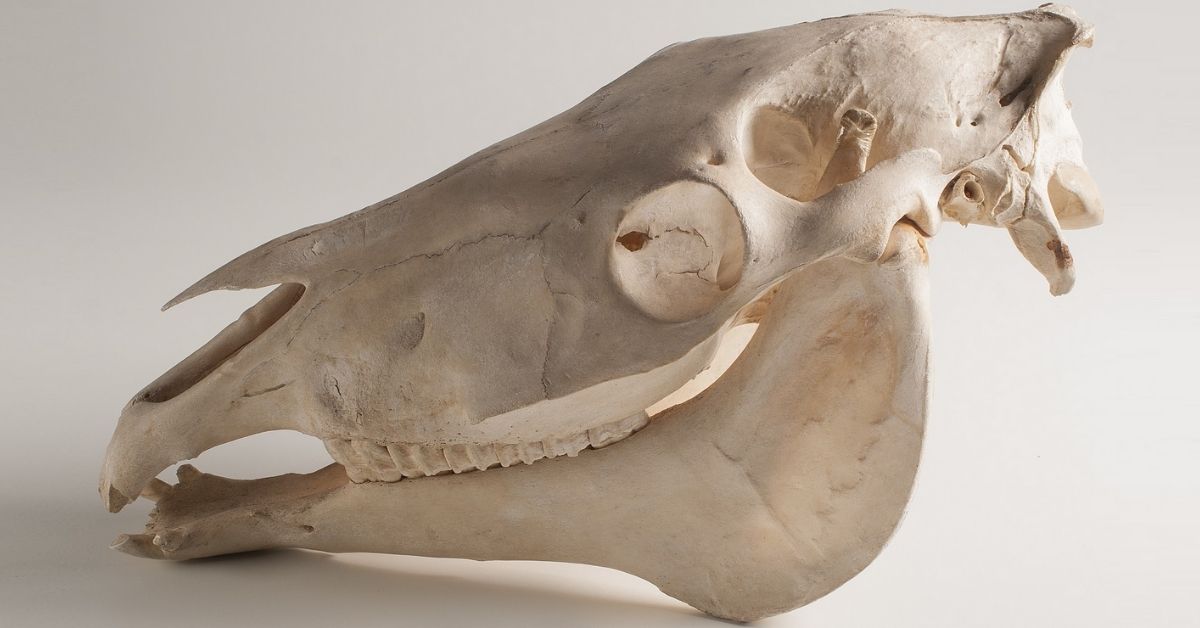 horse skull