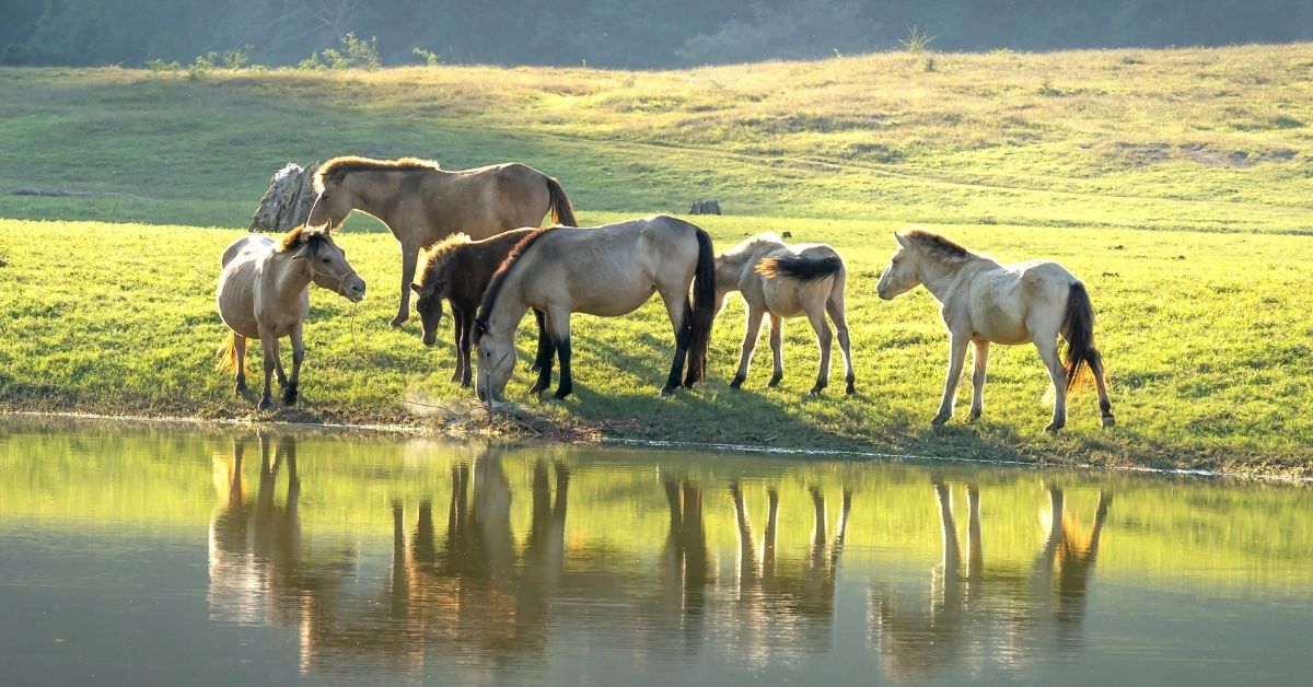 horses drinking water from a pond