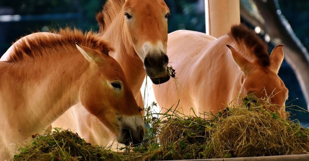 How Many Stomachs Does A Horse Have? National Equine