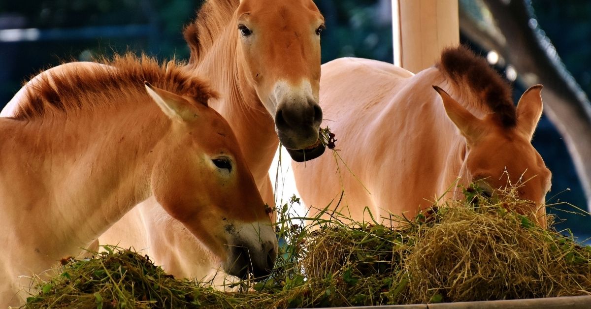 horses eating in the barn