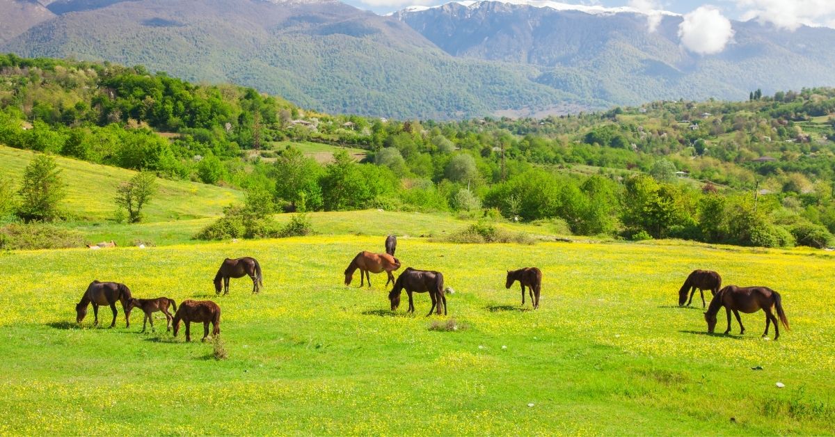 horses on green meadow