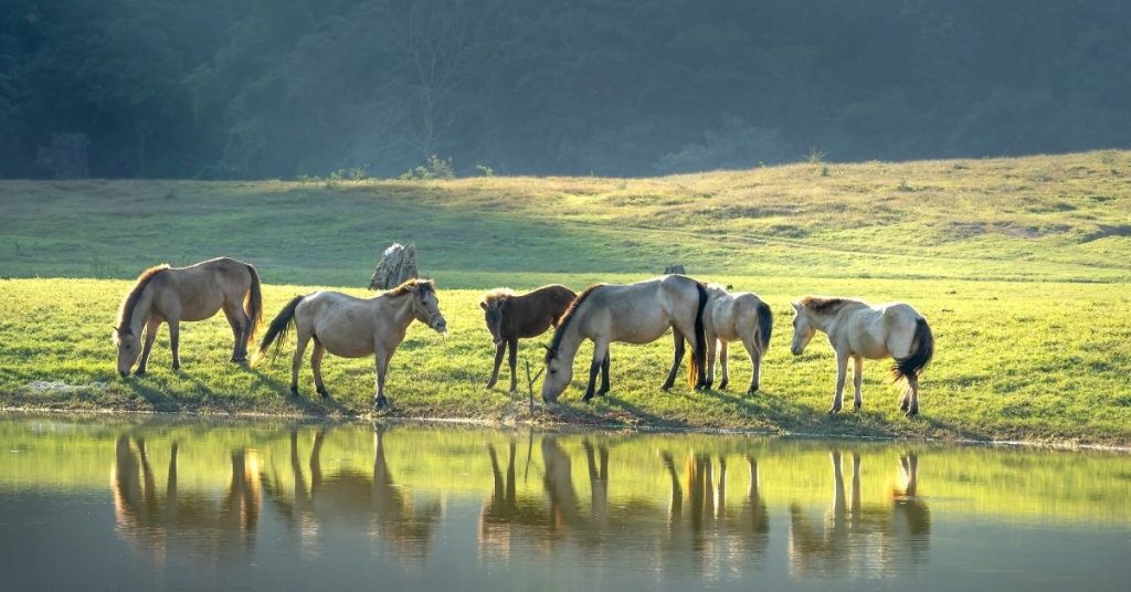 How Many Acres Do You Need For A Horse? National Equine