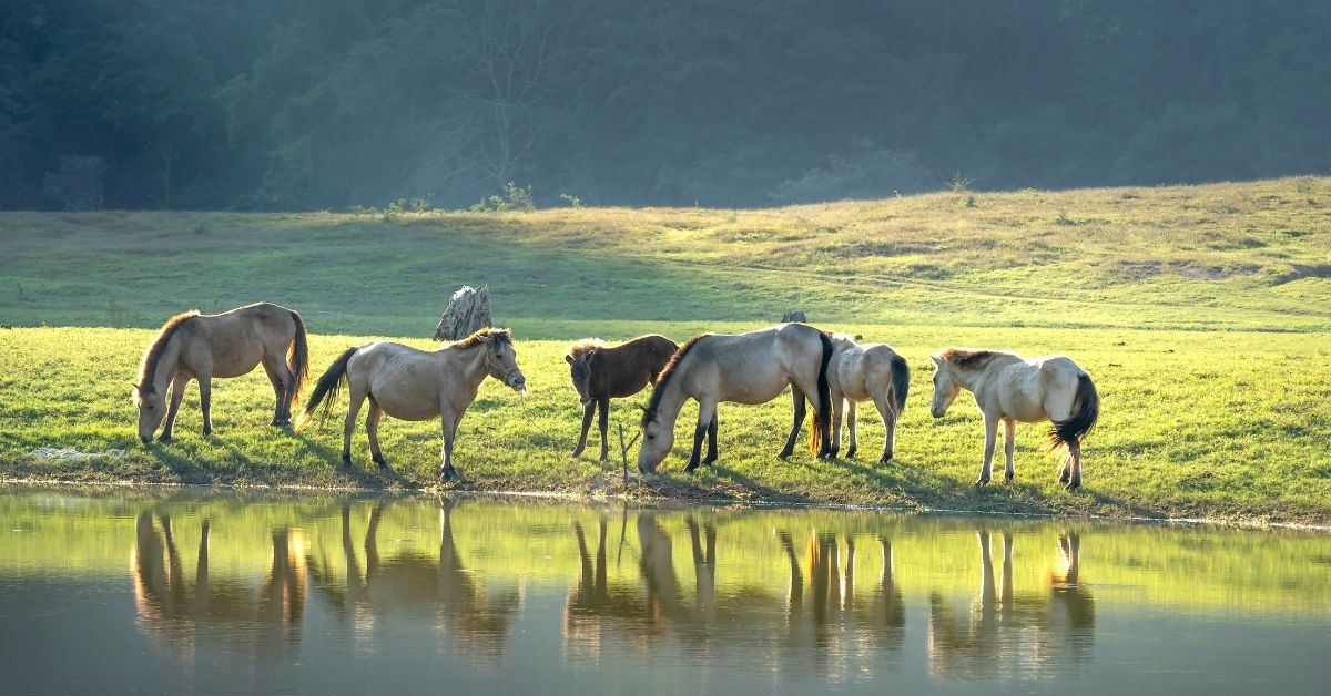 horses on meadow