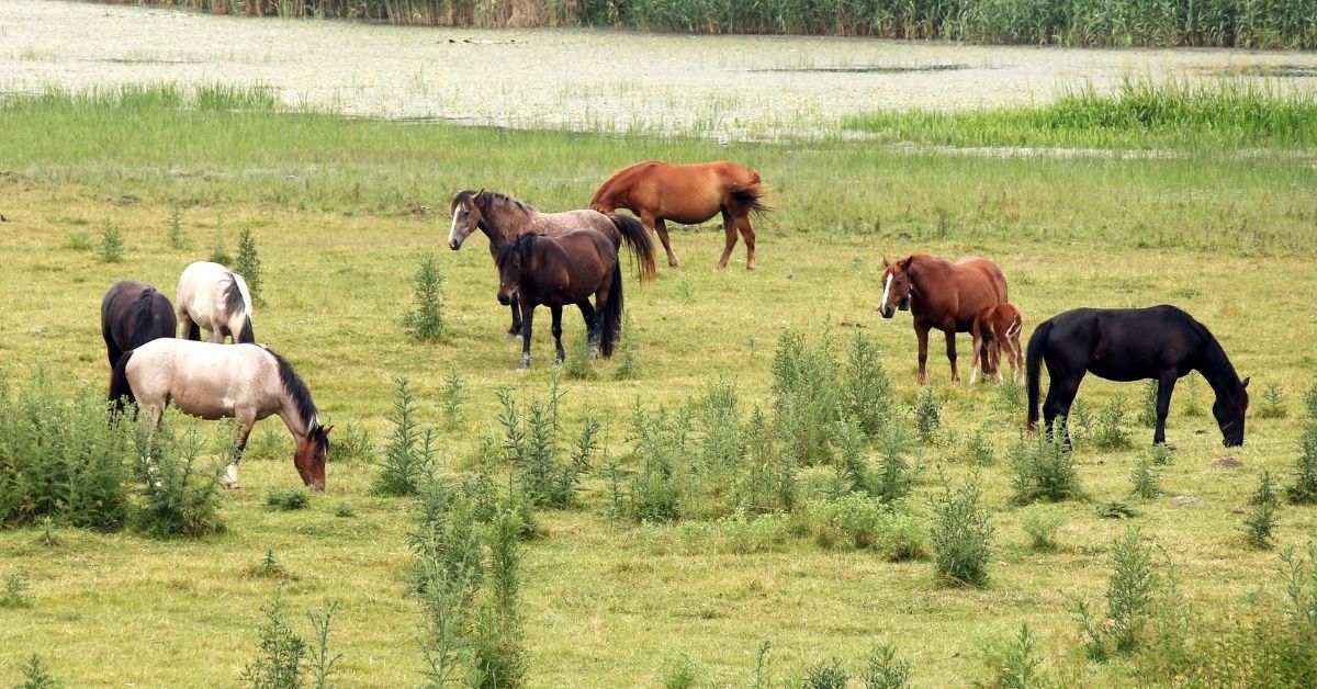 horses on pasture farmland landscape