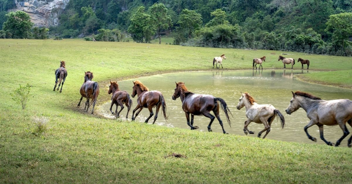 horses running near water on field