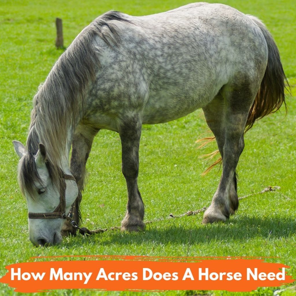 how many acres does a horse need