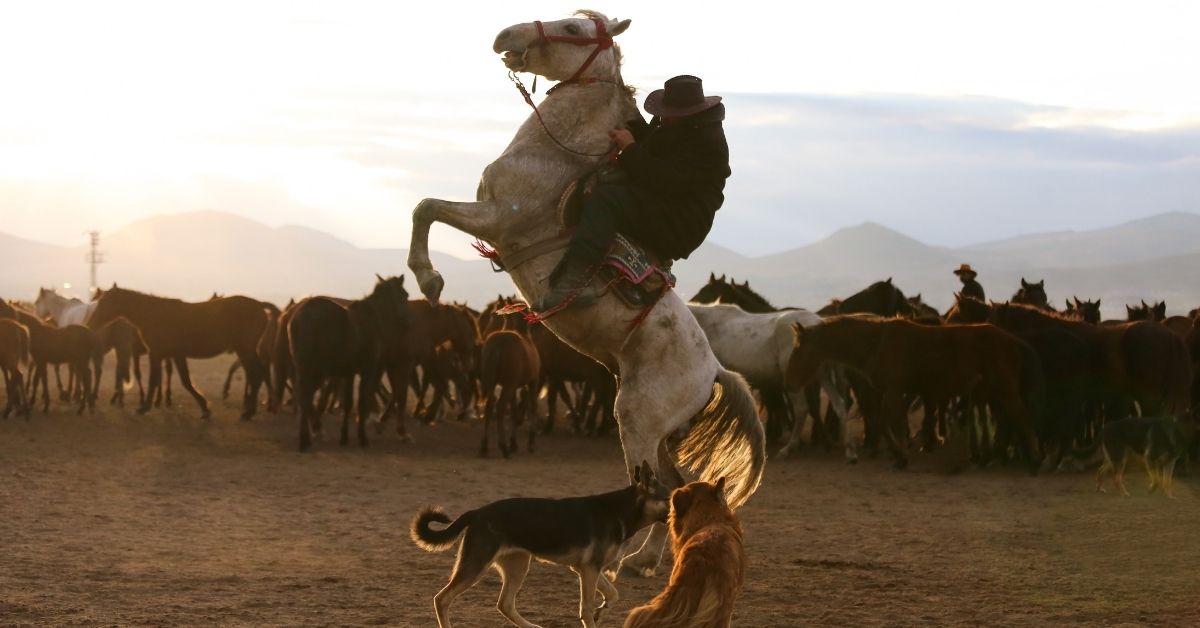 people riding horses on field