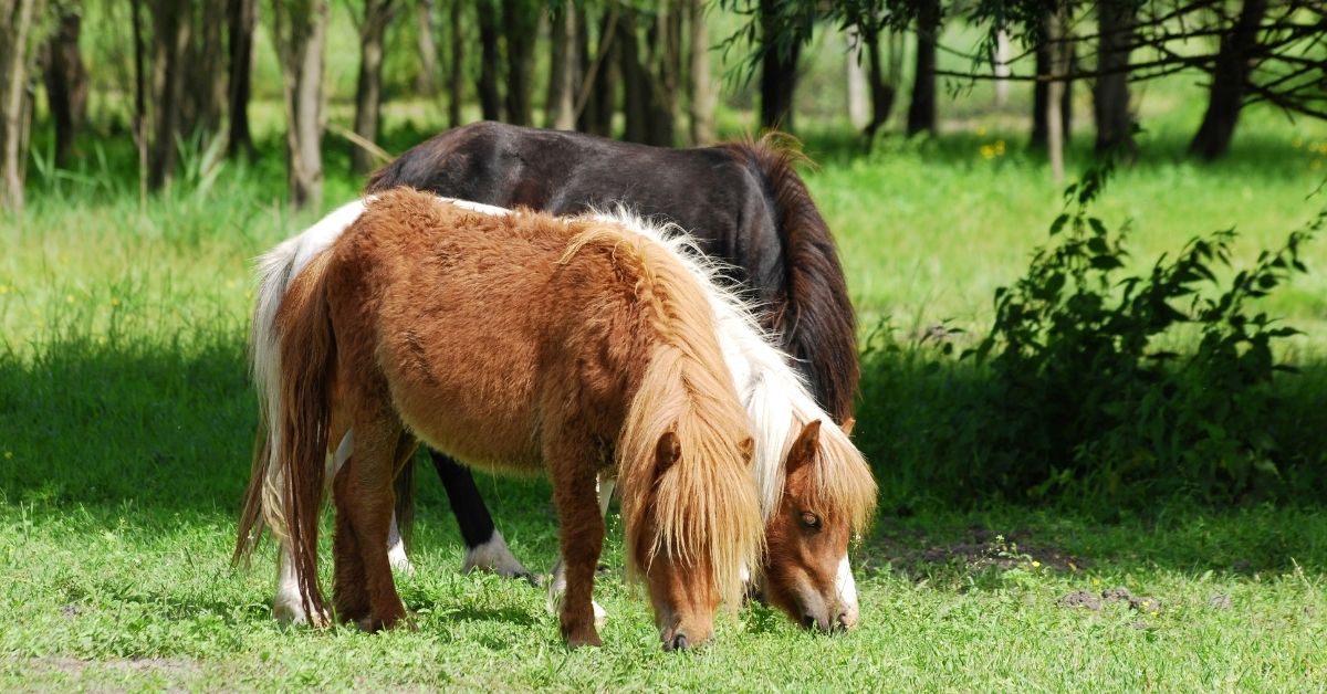 pony horse in pasture