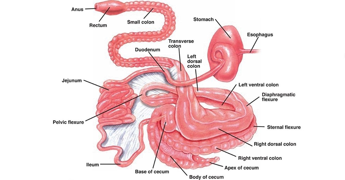 schematic representation of the horses gastrointestinal anatomy