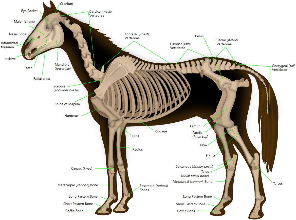 skeletal system of equus caballus