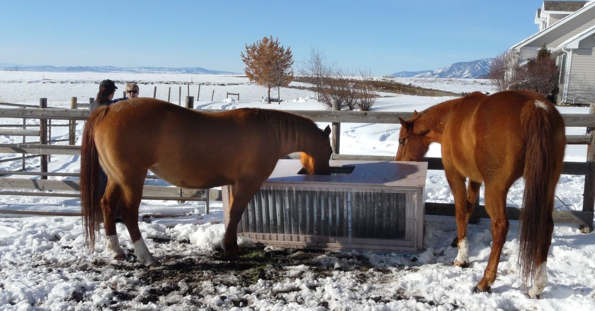 two brown horses are drinking water in winter