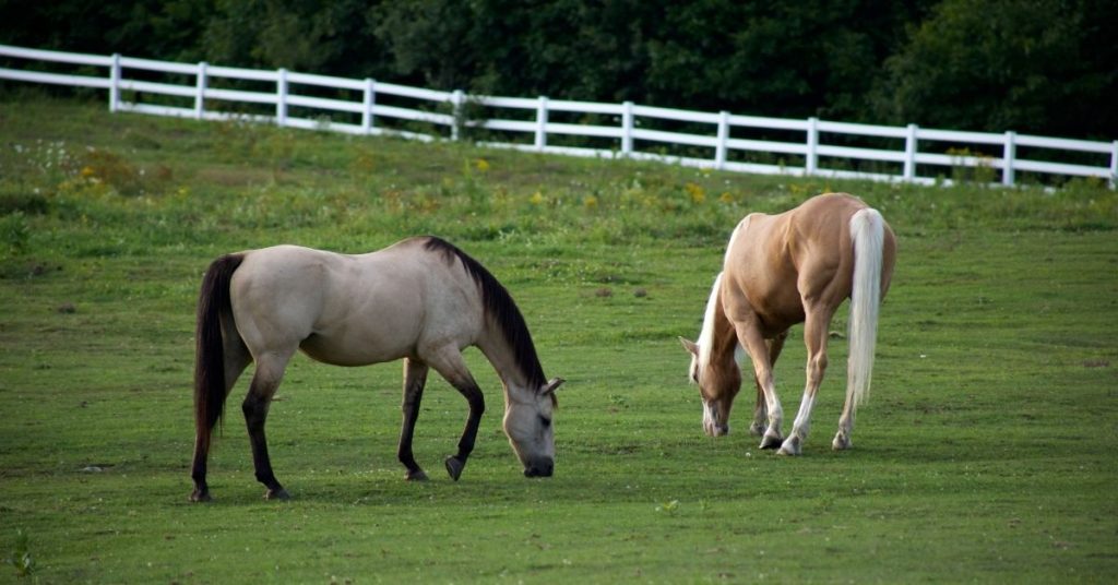 How Many Acres Do You Need For A Horse? National Equine