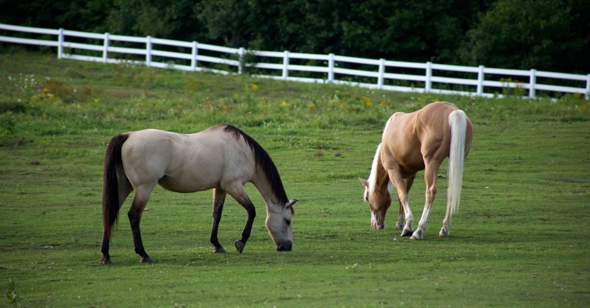 two brown horses eating grasses