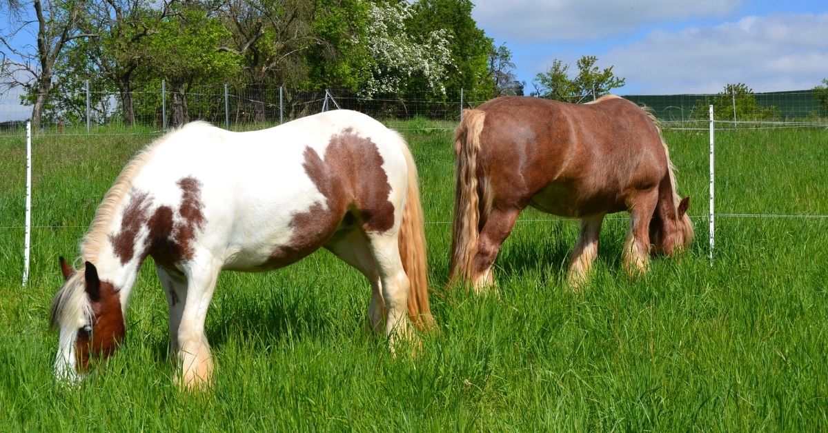 two horse eating grass on pasture