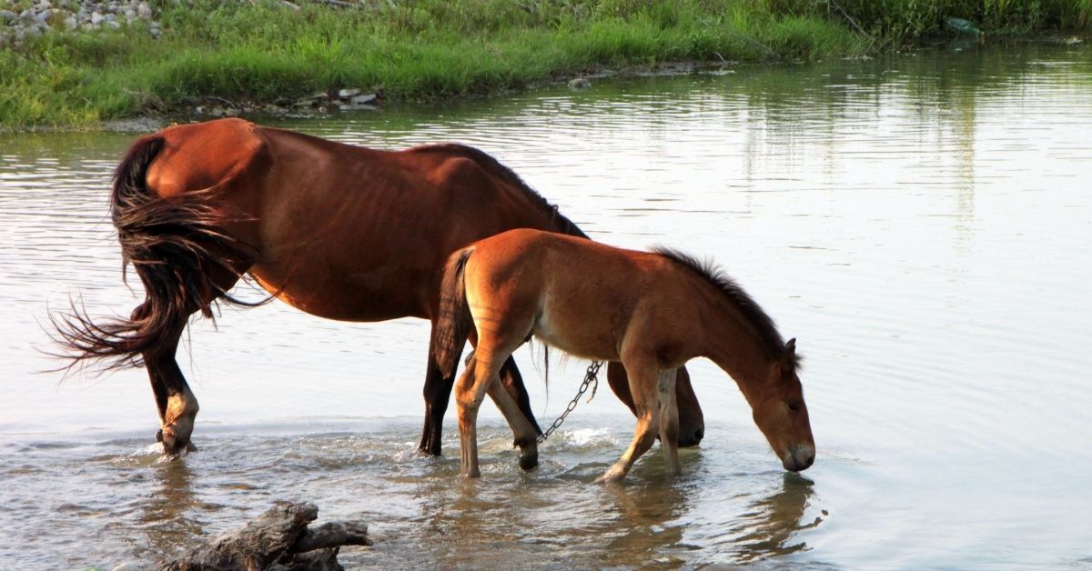 two horses are drinking water