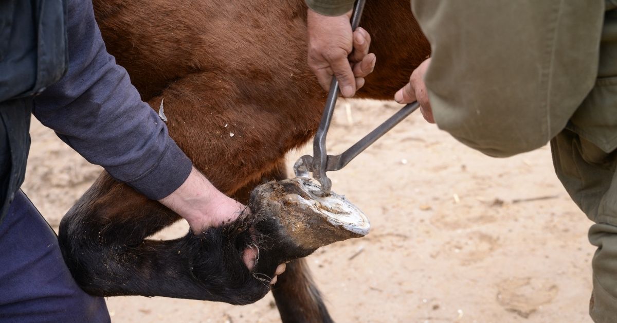 two man are repairing a horses hoof