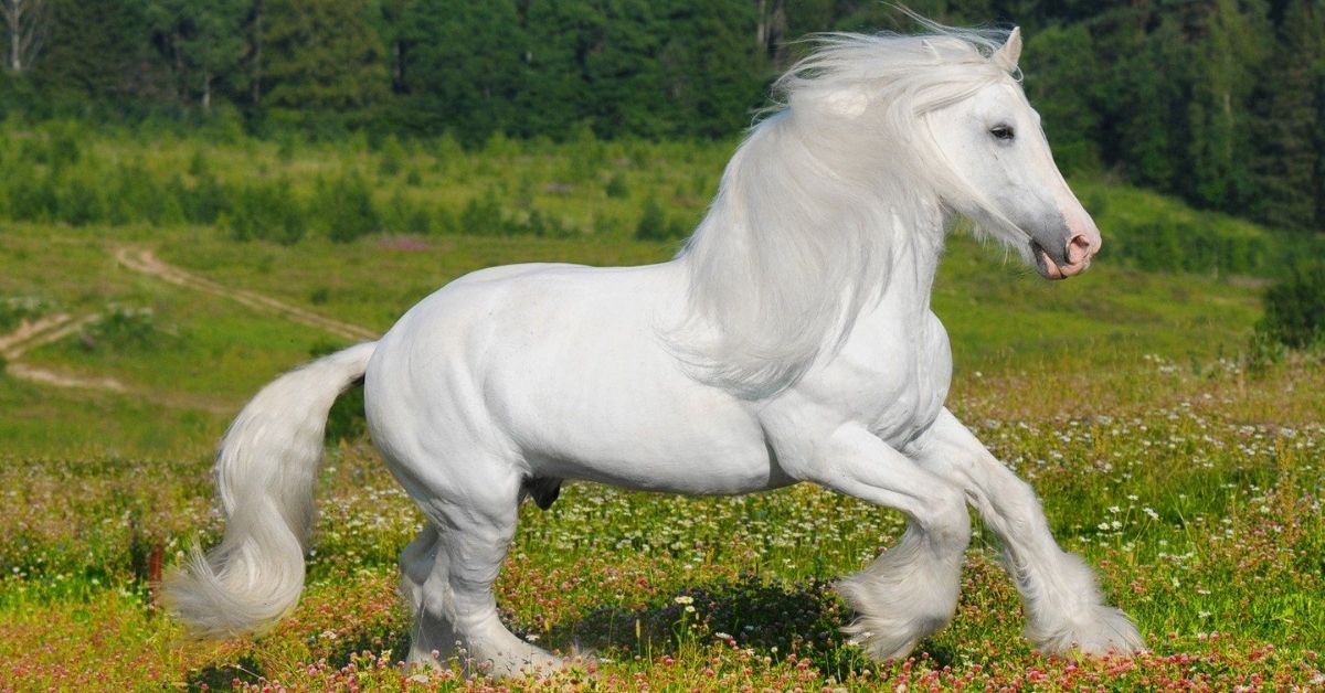 white friesian horse