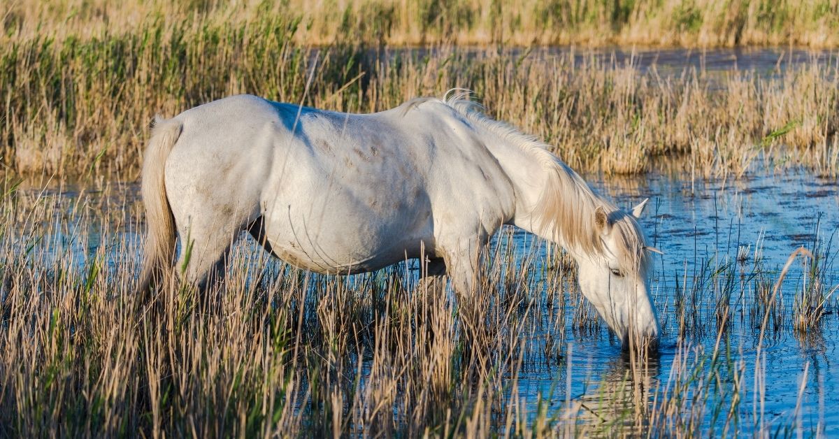 white horse drinking