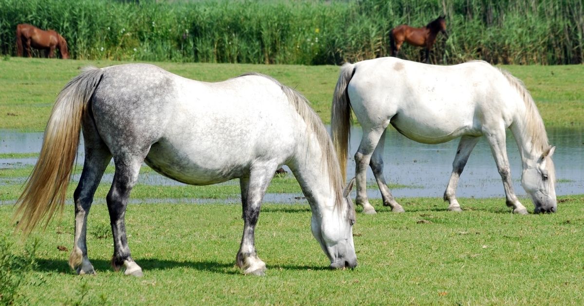 white horses on pasture farm scene