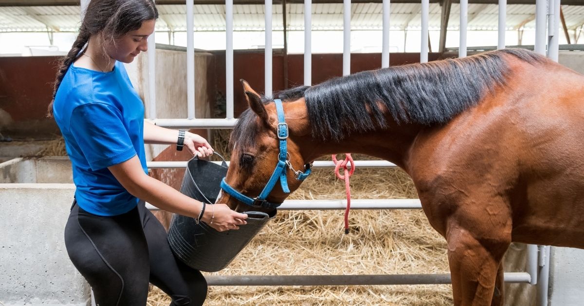 woman feeding horse near stall