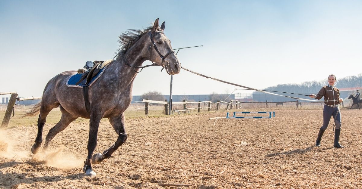 young woman training a horse 1